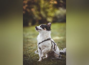 winzige süße Chihuahua Mischlings-Hündin Lotti sucht eine Familie