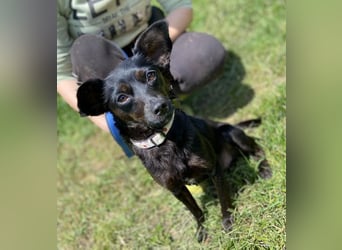 Regina, Pinscher Mischling