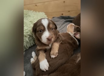 Mini Australien Shepherd Welpen suchen Traumzuhause