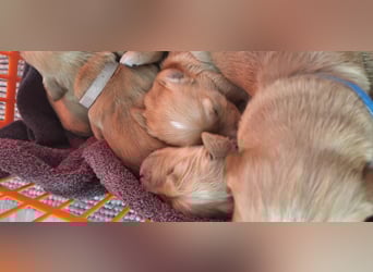 Golden Retriever Welpen
