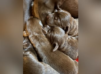 Zwei süße Rüden suchen noch ein Zuhause