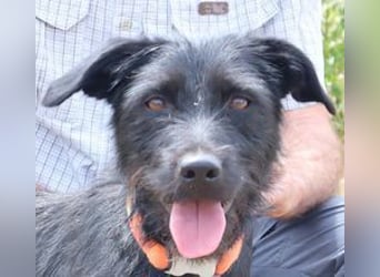 Costa, Mix Schnauzer / Podengo, lieb und sozial
