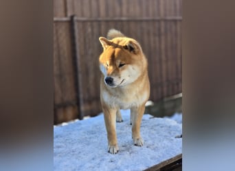 Wunderschöne Shiba Inu Welpen suchen ein liebevolles Zuhause!
