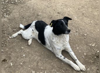♥ANGEL♥ so menschenbezogene, liebesbedürftige Hündin,die sich verzweifelt nach Zuneigung sehnt 46cm