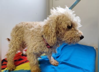 SAMANTHA - die liebe und lustige kleine Maus möchte so gern Teil einer Familie sein!