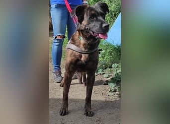 Lexi sucht ein schönes Zuhause