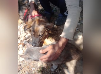 MAX - Traumhund sucht Traumzuhause