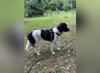 Anissa bereits auf PS in DE, sucht wundervolles Zuhause!