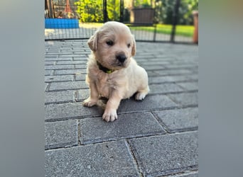 Kleine Golden Retriever Rüden suchen ab Oktober ein neues Zuhause