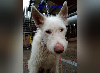 Snowie 08/2023 (ESP Pflegestelle) - aufgeschlossener und neugieriger Podenco Campanero!