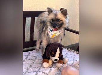 Stitch SR – kleiner Überlebenskämpfer sucht sein Happy End