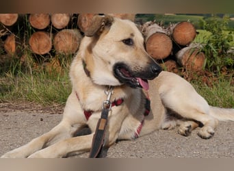 Lucky - Klarer Typ sucht klare Menschen (84152 Mengkofen)