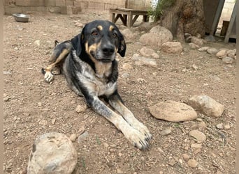 Juanita - Hündin in Spanien