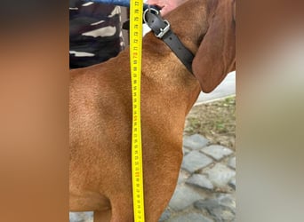 Carlos, geboren 08.01.2021, 69cm sucht aktives Zuhause