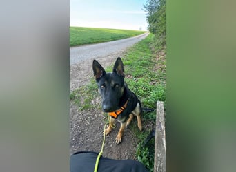 Joshi, geboren 04.06.2024, 54cm sucht neues Zuhause