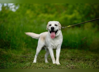 Labrador Bern sucht ein Zuhause