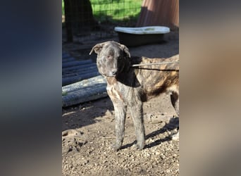 Jackpot - ein majestätischer Doggen-Mix sucht sein Königreich