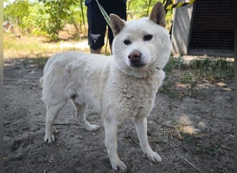 Hachi, sanfter Traumhund, ca. 10 Jahre, ca. 37 cm, ca. 11 kg
