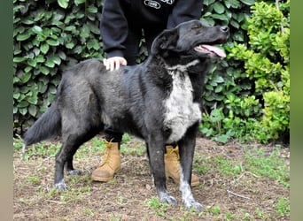 Gerald - hat ein gutes Hundeherz
