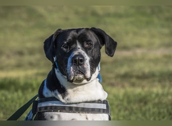 Mozes-SI– Spezieller Hund sucht spezielle Menschen!