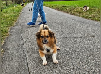 Tommy - kleiner Schatz!