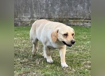 Berlin ein Smiley Dog