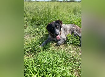 Gina, sensible Seele auf der Suche nach einem liebevollen Zuhause!