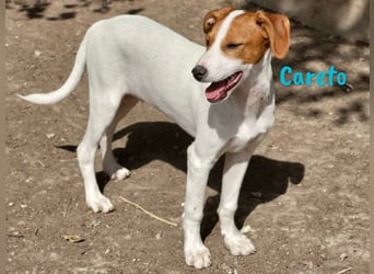 Careto geb. 02/2025 (ESP) - verspielter, kleiner Podenco-Bodeguero Mix Welpe!