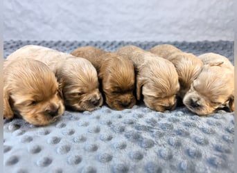 Schöne Cockapoo-Welpen
