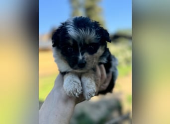 Einzigartige Mini Aussies