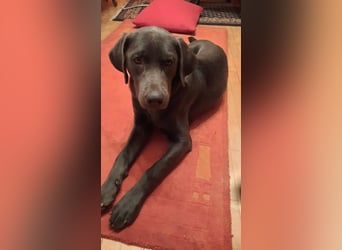 Labradorrüde, 7 Monate