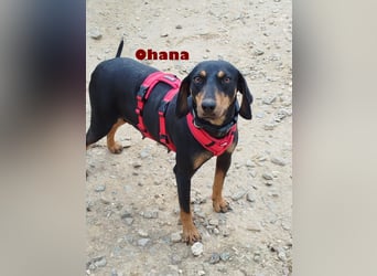 Ohana,geb.03/24,liebes Brackenmädchen sucht ihre Famiie