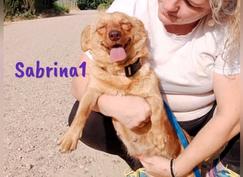 Sabrina1 geb. 06/2023 (ESP) - verschmuste und liebevolle Mini-Hündin!