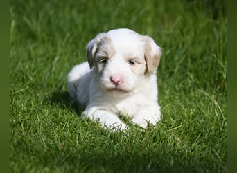 traumhaft hübscher Tibet Terrier Welpen aus erfahrender Zucht  sind geboren dürfen im Juni ausziehen