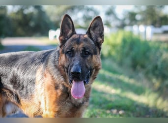 Goran dt. Schäferhund Rüde ca. 4,5 Jahre alt z.Zt. in Ungarn