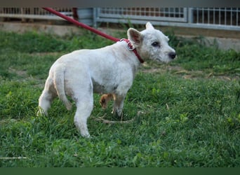 **RESERVIERT** Egres-PP, kleine Westie-Lady wünscht sich schönes Zuhause