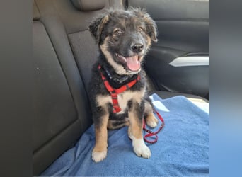 Atos ein absoluter Familienhund