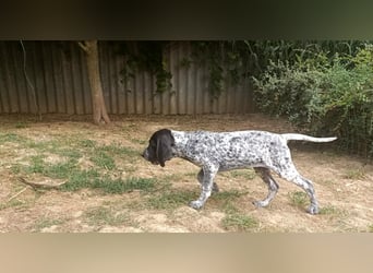 Braque d'Auvergne (Auvergne Vorstehhund) Welpe