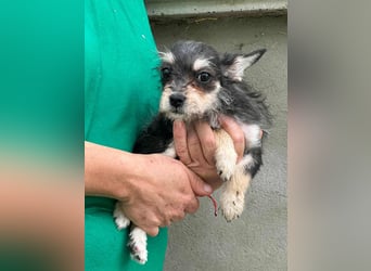 Scarlett, geboren 01.05.2025, 20cm sucht Ihr Zuhause
