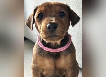 Deutscher Pinscher Welpen aus dem Haus ,,Cava Land" FCI Zucht