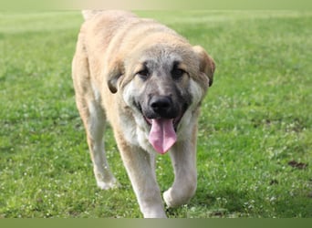 Hübscher Rufus sucht ein Zuhause