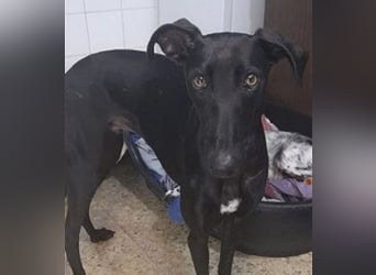 Regaliz, leidet im Tierheim