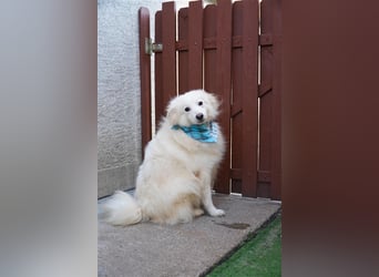 Diego-SR, sucht Familie zum Spielen und Spazieren