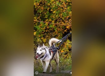 TUNGUS- sucht passenden Besitzer