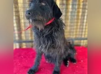 Maya, Schnauzer-Mix, Hündin, geb. 14.10.2020, ca. 42 cm, ca. 12 kg