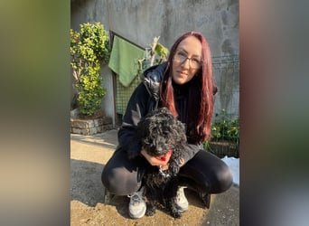 Charlie - unser liebenswerter Wuschel