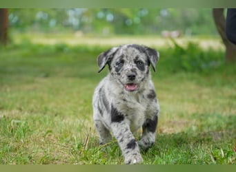 Aussiedor ( Australian Shepherd x Labrador) Welpen suchen neues Zuhause