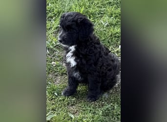 Labradoodle