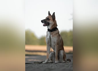 Mica – Abenteurer mit Herz sucht erfahrenes Zuhause