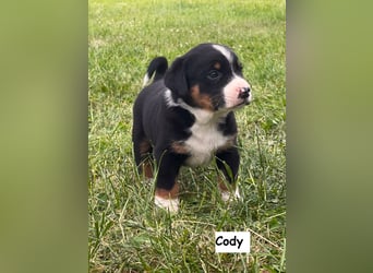 Appenzeller Sennenhund Welpen